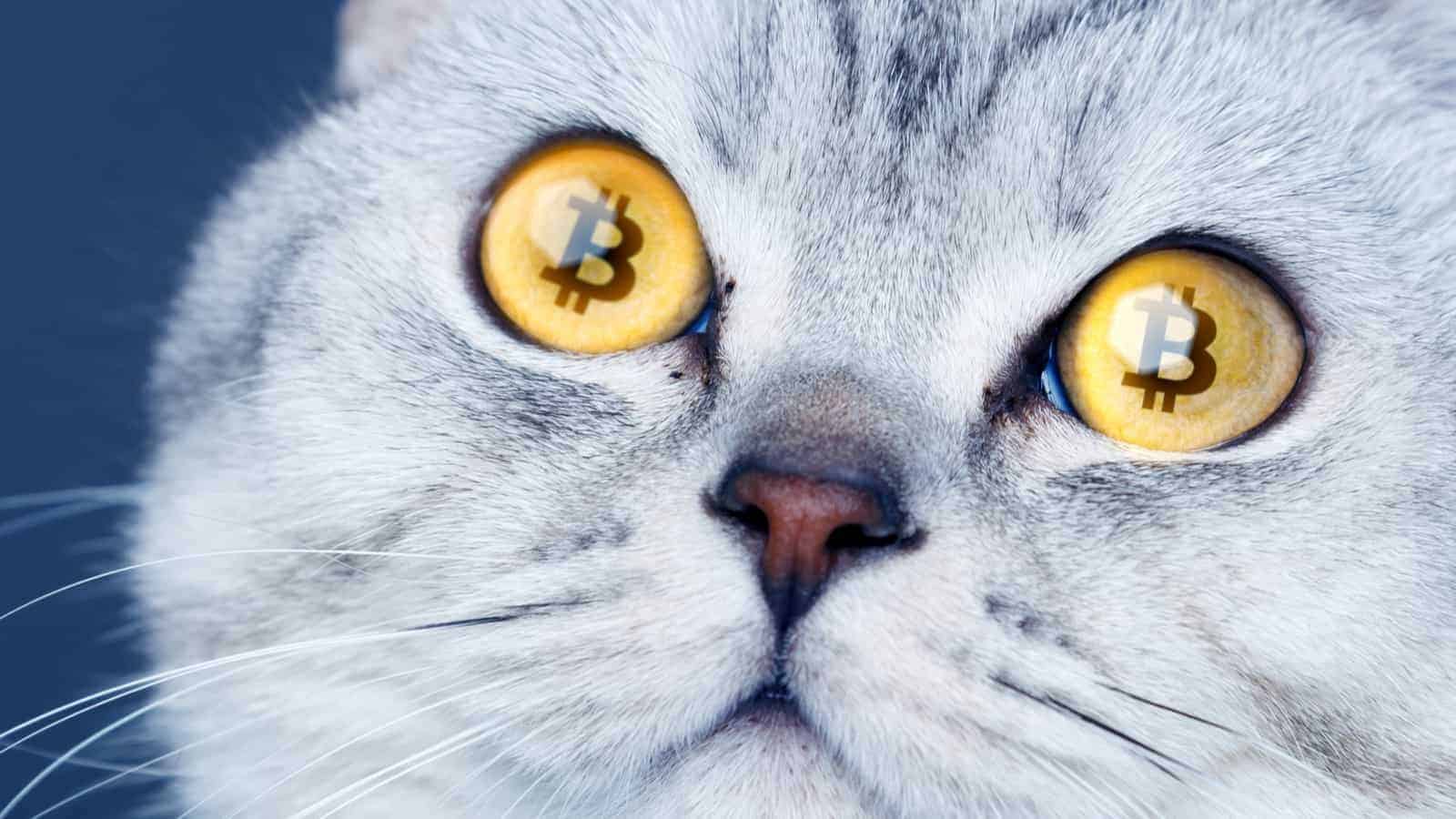 Pets Can Finally Mine Crypto, Here’s How